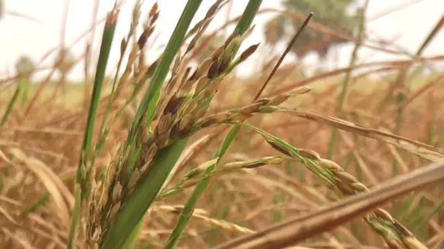 விவசாயம்