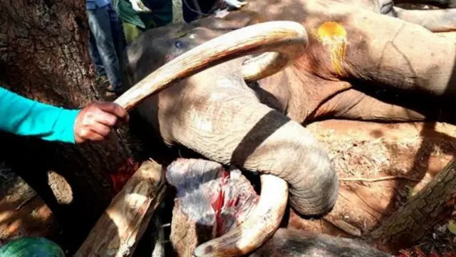 சிக்கிய யானை