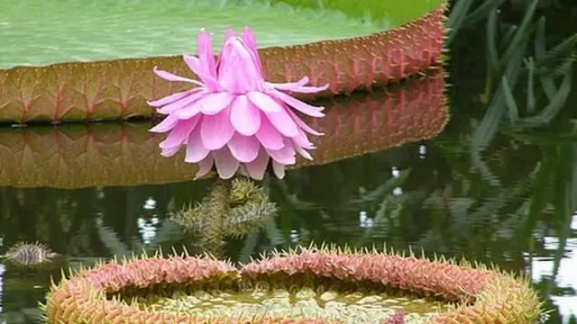 Victoria amazonica