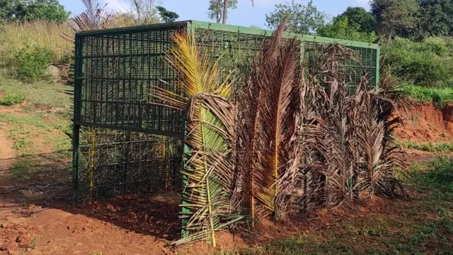 बिबट्या