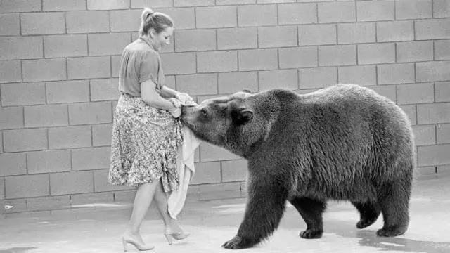 Bear
