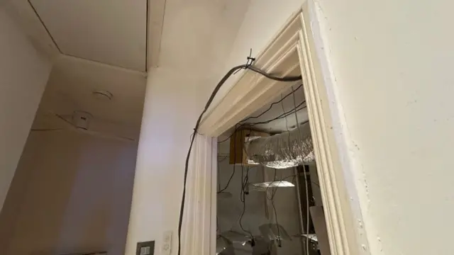 గంజాయి సాగు 