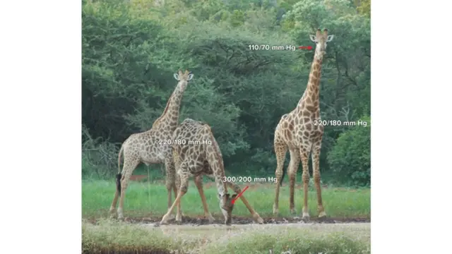 تعاني الزرافات من ارتفاع غير عادي في ضغط الدم، لكن لا يبدو أن ذلك يسبب لها مشاكل صحية