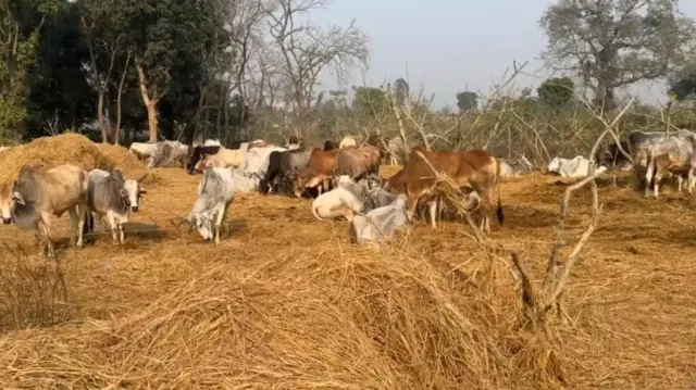 गत माघमा भारतबाट ल्याइएका भनिएका गाईगोरु बाँकेमा बाँधिएको अवस्थामा भेटिएका थिए