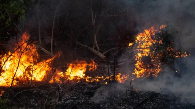 இலங்கை வனப்பகுதியில் காட்டுத்தீ: காரணம் என்ன?