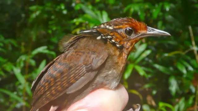 Cyphorhinus arada-uirapuru-verdadeiro