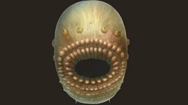 Saccorhytus 