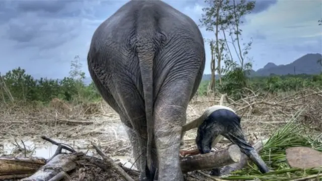 पर्यावरण