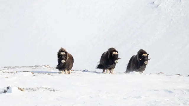 Три вівцебики на тлі білого засніженого пейзажа