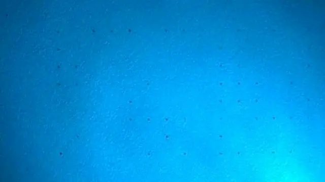 Точки становятся гораздо более заметными, если фотографию увеличить и осветить светодиодным фонариком с синим светом