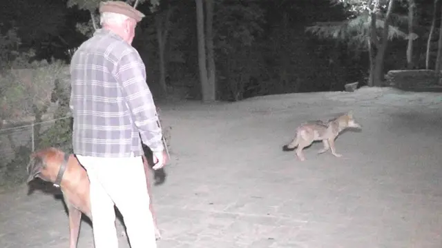 مادہ بھیڑیا