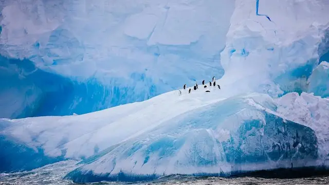 pingüinos sobre el hielo