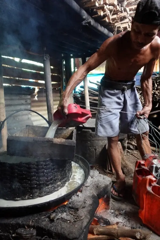 Flora Carita: Kelapa