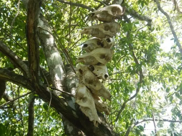 மாசகோ பழங்குடி, அமேசான், பிரேசில்