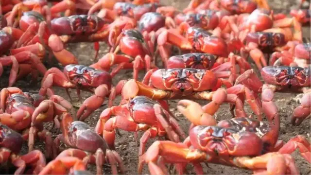 ఎర్ర పీతలు