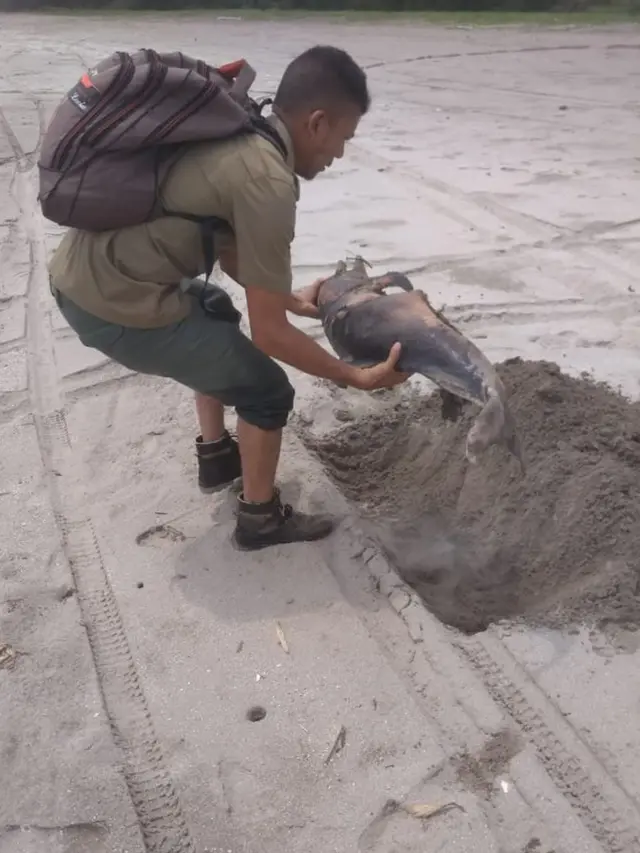 lumba-lumba, Tapsel, Sumut