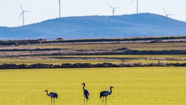 Cranes are seen on a field near wind turbines in Gallocanta Lake in Spain