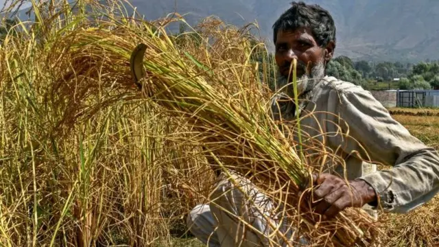 धान शेतकरी