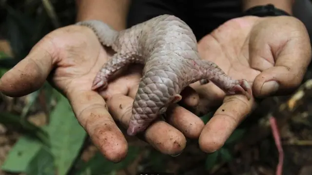 पैंगोलिन का एक बच्चा