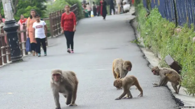 ਬਾਂਦਰ, ਹਿਮਾਚਲ, ਜੰਗਲ