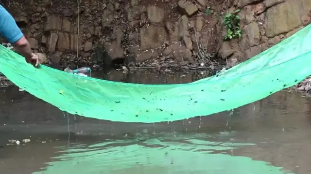 గాంబూసియా చేపలు వేడిని తట్టుకుని, చిన్నిచిన్న కుంటల్లో కూడా జీవిస్తాయి.