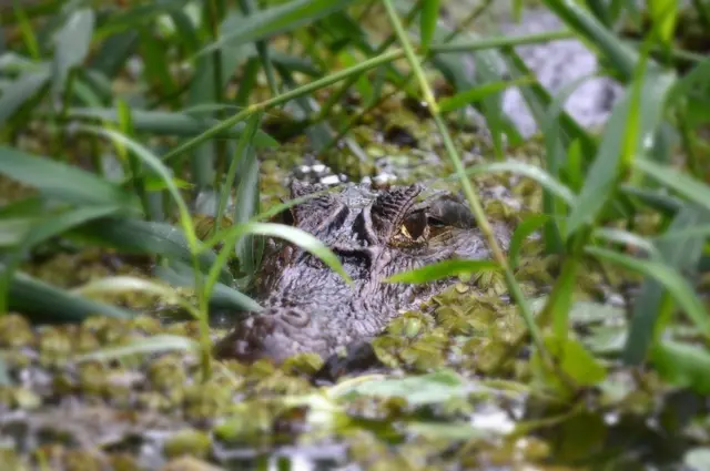 تمساح أمريكي