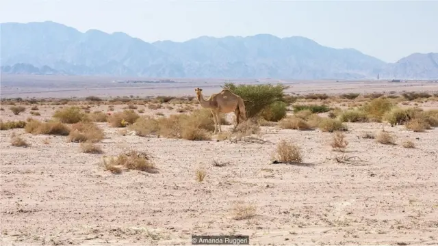 Ürdün Sahra Orman Projesi