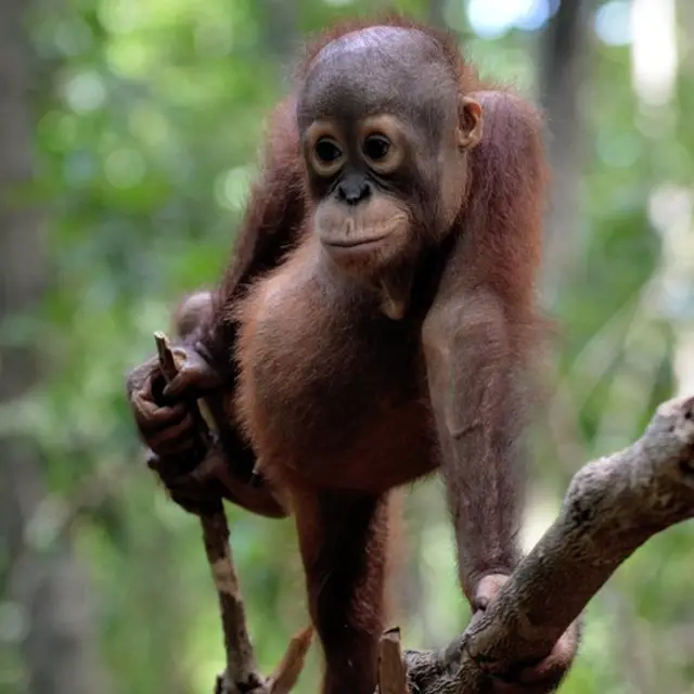 anak orang utan