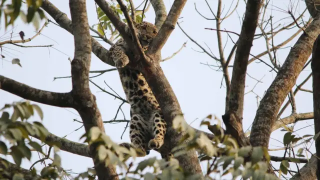 तेंदुआ-मानव संघर्ष