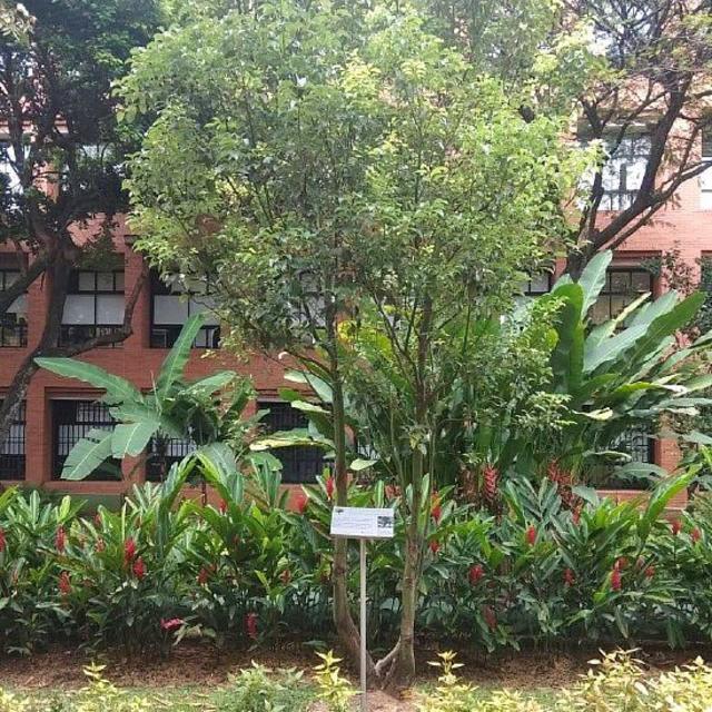 Árbol alcanforero en el jardín de la Universidad Icesi en Cali