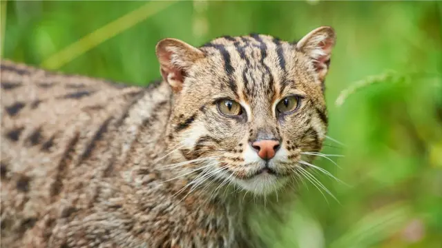 The fishing cat stalks its prey in swamps, wetlands and mangrove forests (Credit: Alamy)