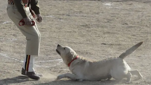 કૂતરાને તાલીમ આપી રહેલા ટ્રેનર