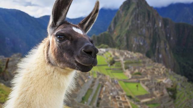 Llama delante de Machu Picchu