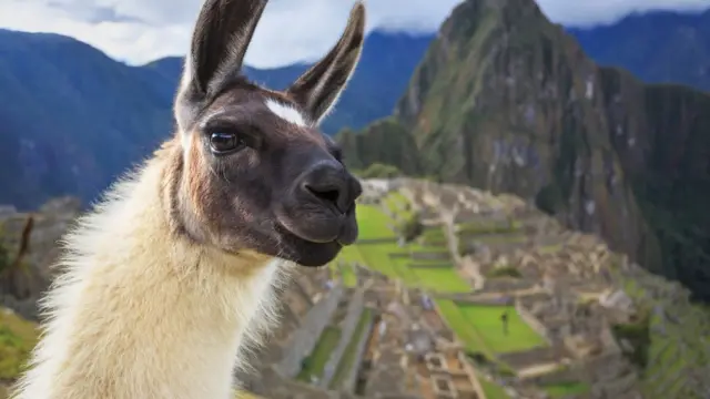 Llama delante de Machu Picchu