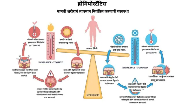 मानवी शरीर स्वतःचं तापमान नियंत्रित ठेवण्याचा प्रयत्न करत असतं. 