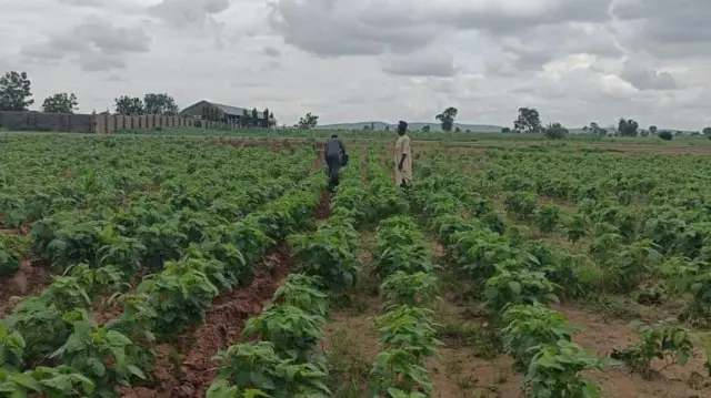 Gonar waken Suya a Zamfara