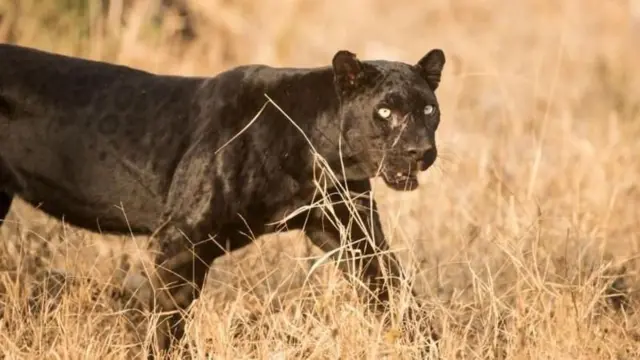 बॉम्बे नॅचरल हिस्ट्री सोसायटीच्या जर्नलनुसार, 1939 मध्ये रेहरी गोठजवळ एका प्रौढ नर ब्लॅक पँथरची शिकार करण्यात आली होती.