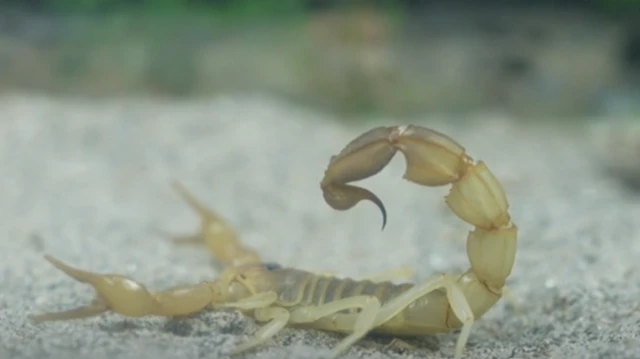 பாகிஸ்தான்: இரவில் கடும் விஷமுடைய தேள்களைத் தேடி அலையும் விஞ்ஞானிகள் குழு, ஏன்?