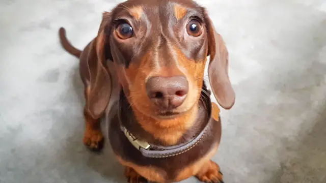 प्यारा कुत्ता