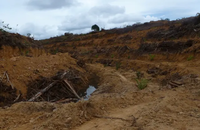 Masyarakat adat Dayak Benuaq di Kampung Muara Tae, Kutai Barat, Kalimantan Timur, disebut kehilangan wilayah adatnya karena kedatangan perusahaan sawit.