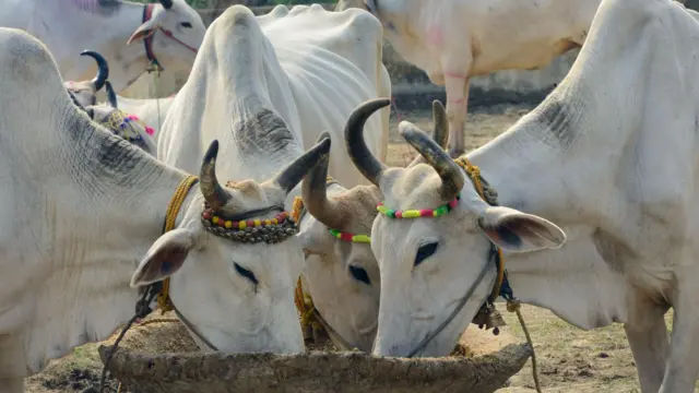 प्रातिनिधिक फोटो