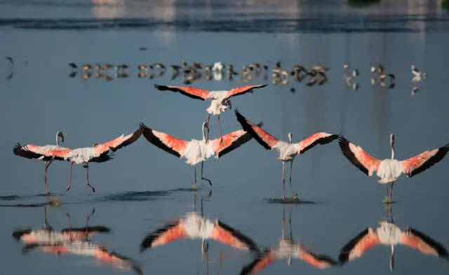 పక్షుల వలస