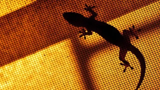 ਕਿਰਲੀ ਦੀ ਸੰਕੇਤਕ ਤਸਵੀਰ