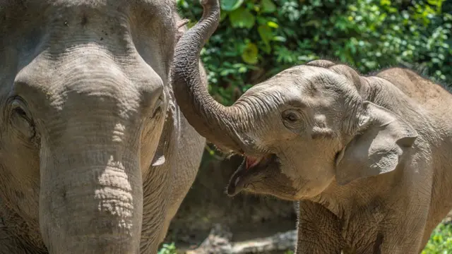 ‘ደቂስኪ ድኺ?’