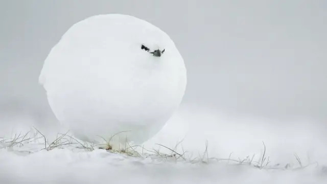 జాక్వెస్ పౌలర్డ్, స్పిట్స్ బెర్గన్, నార్వే