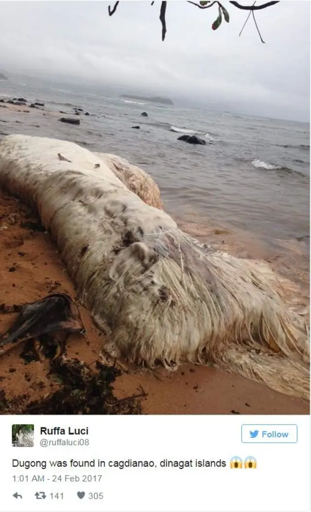 พบพะยูนในเมืองคาร์ดิอาเนา เกาะดินากัต ของฟิลิปปินส์