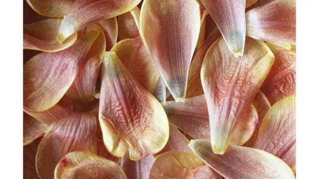 Imagen de un lector de BBC Mundo por el tema "Flores"