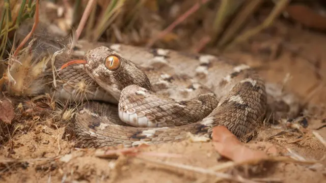 স-স্কেলড ভাইপার