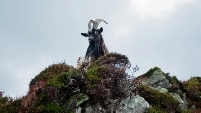 Козел в шотландских горах