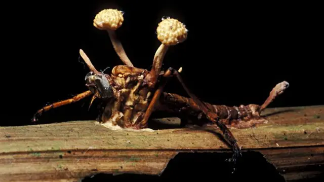 Um inseto morto com o corpo frutífero de um fungo do gênero Cordyceps